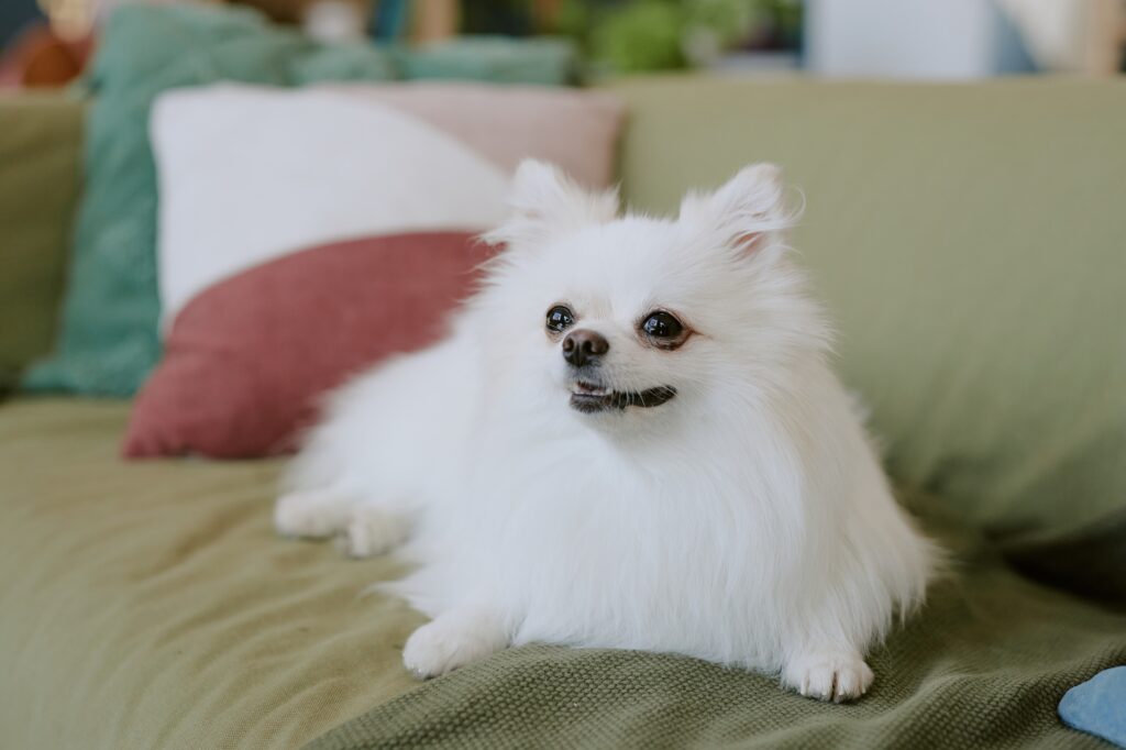 愛犬と暮らす家を建てたい。その土地探しで気をつけたい５つのチェックポイント