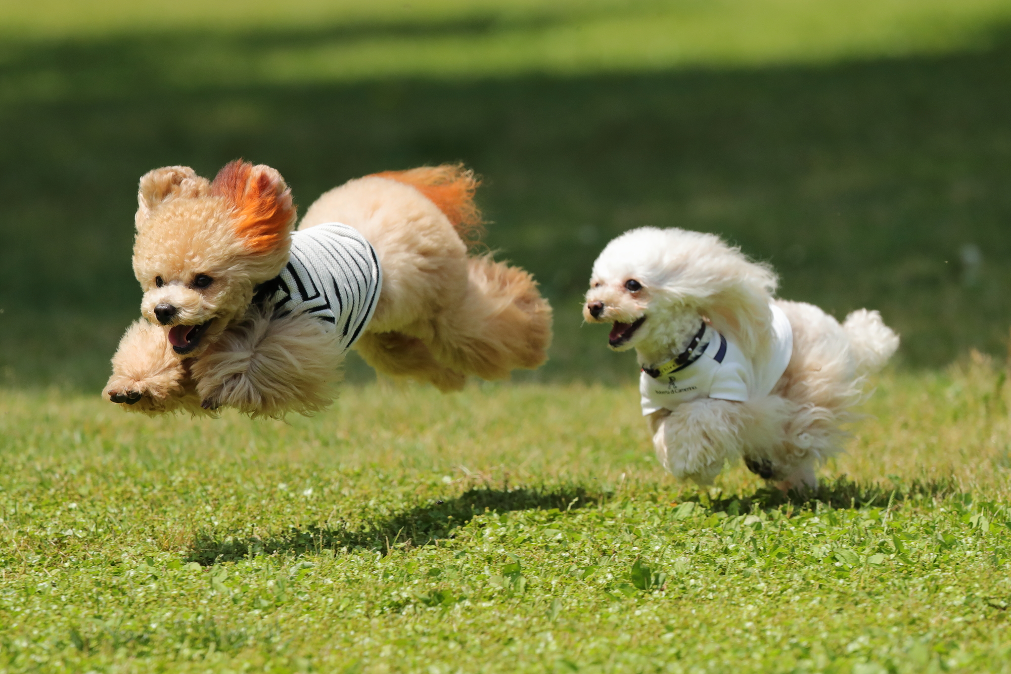犬と暮らす家アイデア28選！愛犬と快適に過ごせる住まいの工夫とは？