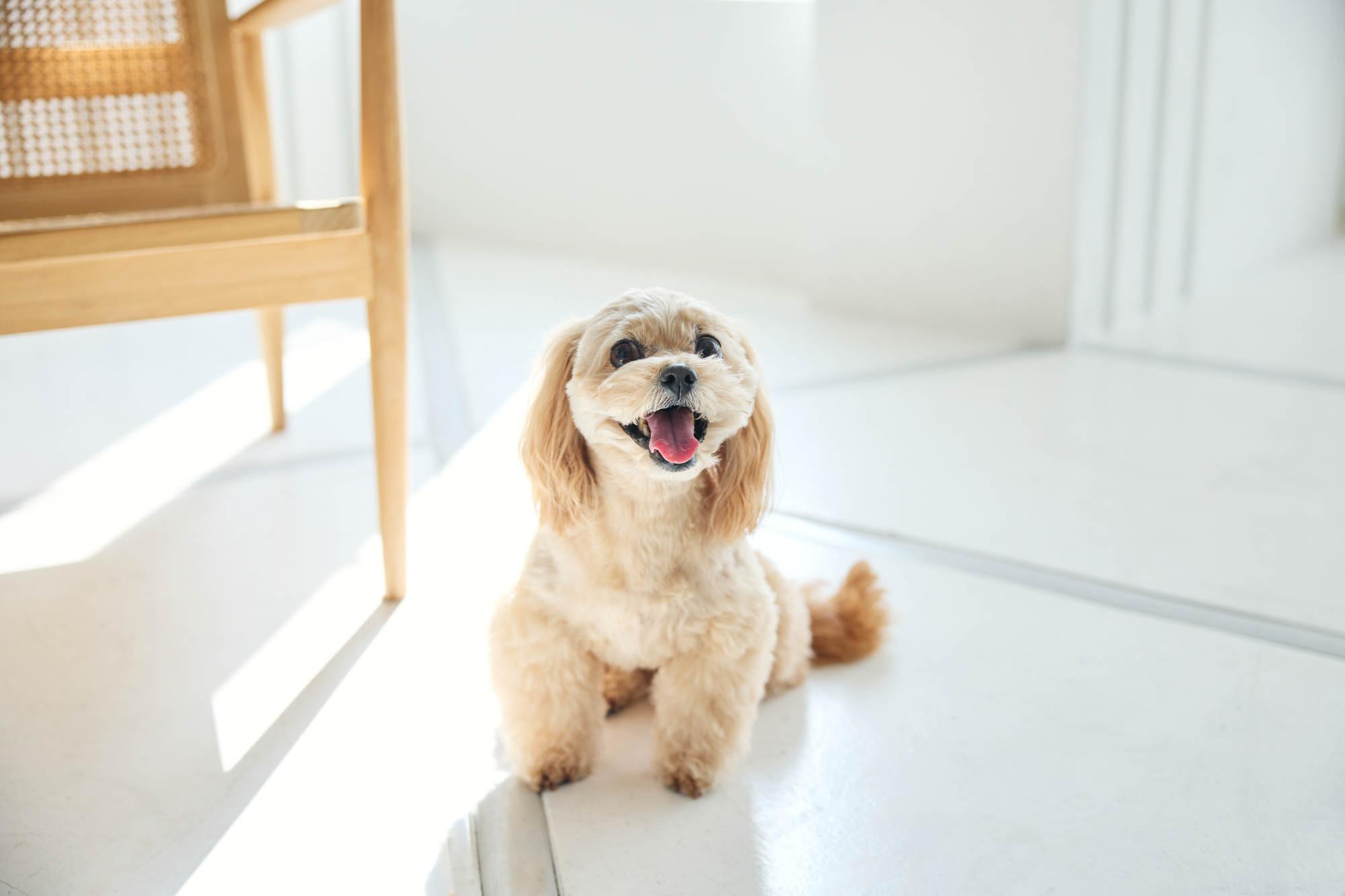 床にモノを置かない暮らし。愛犬と共に快適に過ごす住まい設計