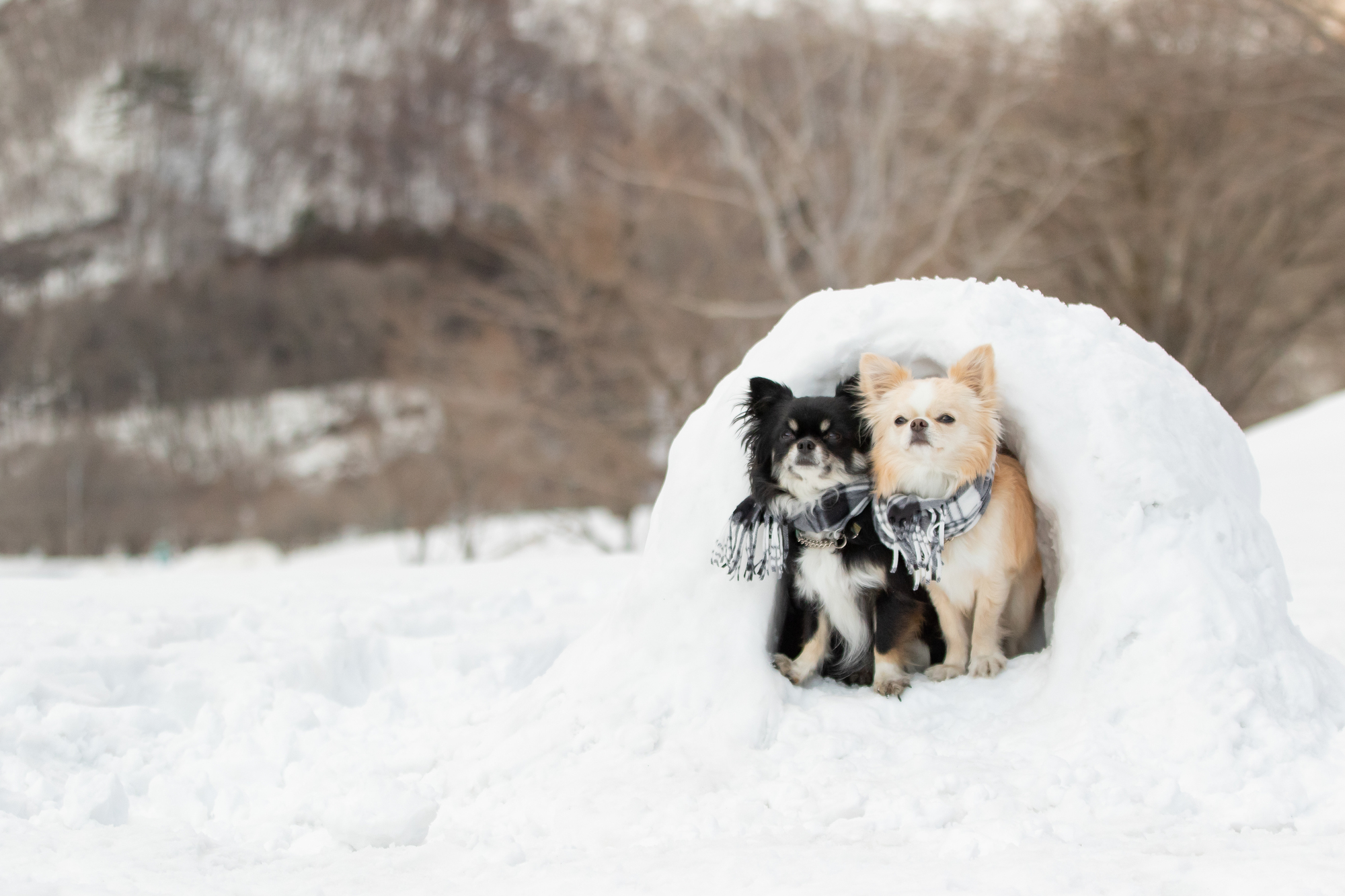 エアコンに頼りすぎない暮らしへ。愛犬のために選びたい高断熱住宅